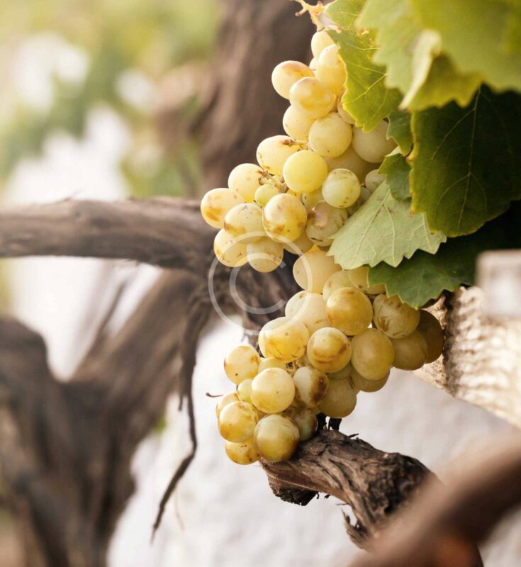 Burgundy Wine Region of Eastern France