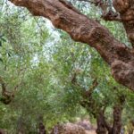 Abbandono degli oliveti: se c’è reddito il fenomeno rientra